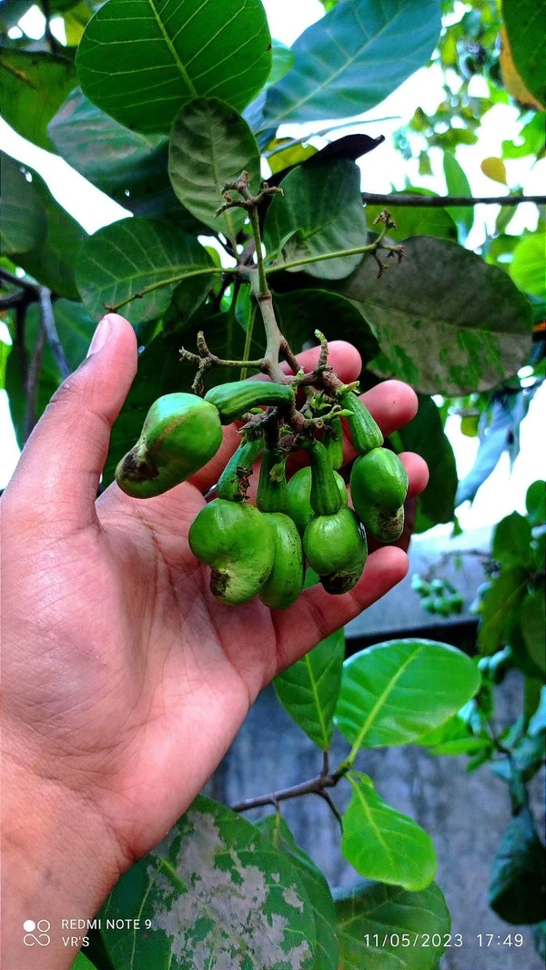 Cashew Nut ( Kaju) 