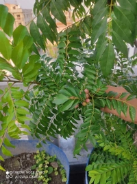 Curry leaf 