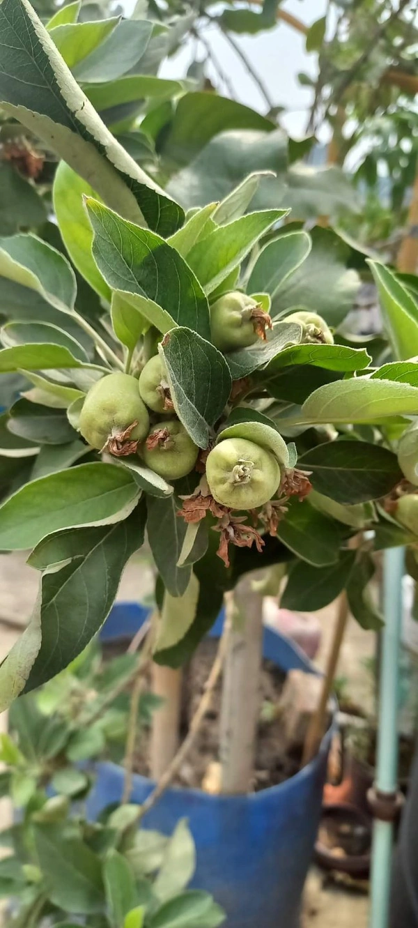 Aapple  ( HRMN-99 ) 