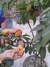 Kalapatti Chikku 