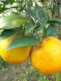 Darjeeling Orange 