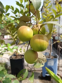Ball Sundari Apple Ber 
