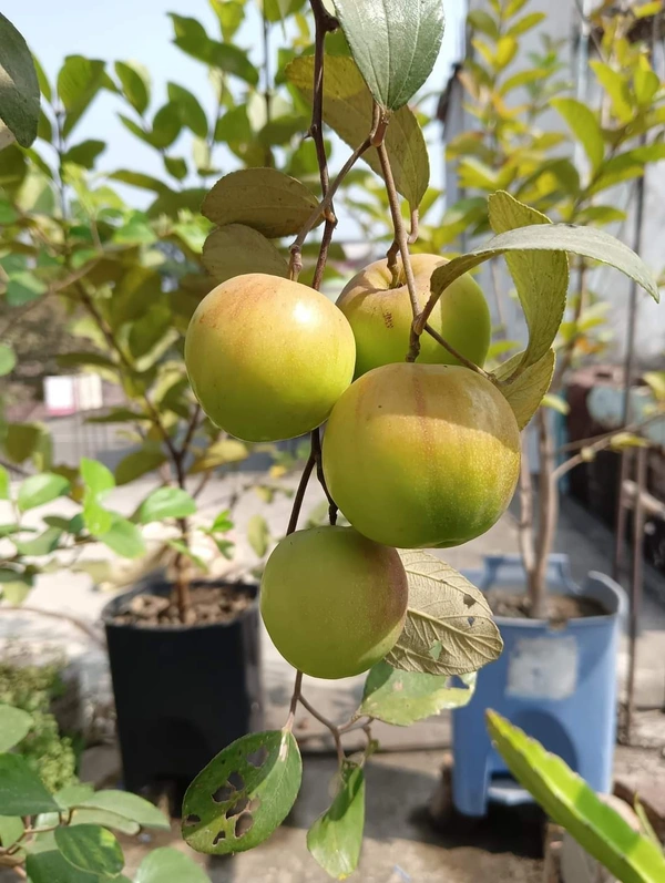 Ball Sundari Apple Ber 