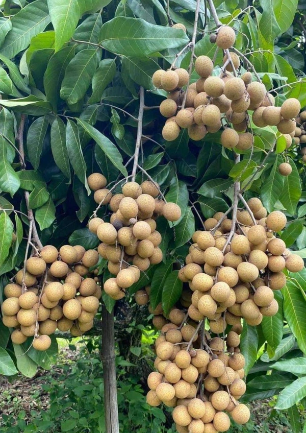 Longan  ( Brown, Thai ) 