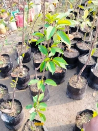 Van Rajina Cherry 