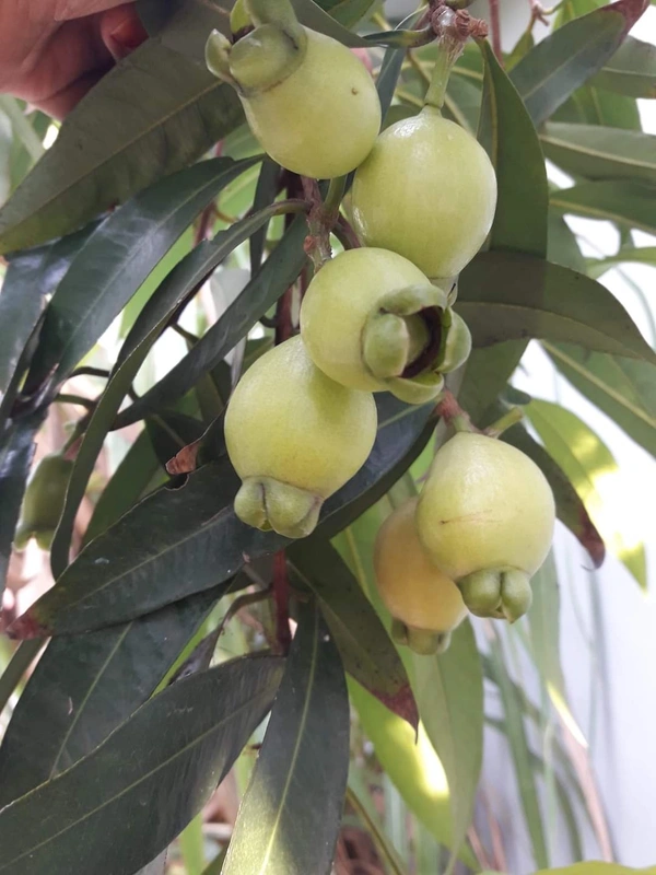 Rose Apple (Gulab Jam)