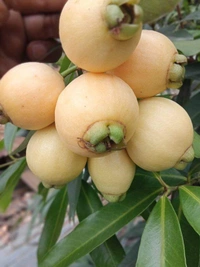 Rose Apple (Gulab Jam)