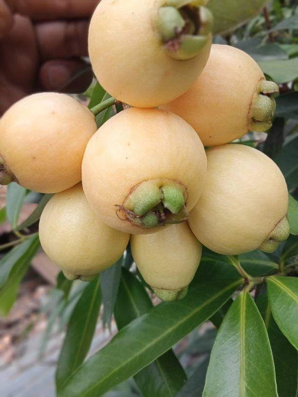 Rose Apple (Gulab Jam)