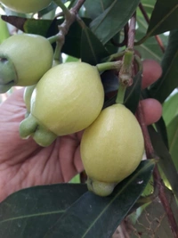 Rose Apple (Gulab Jam)