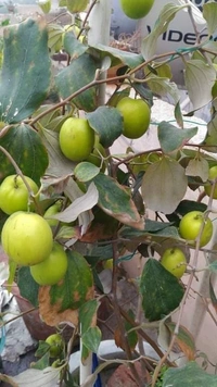 Green Thai Apple Ber