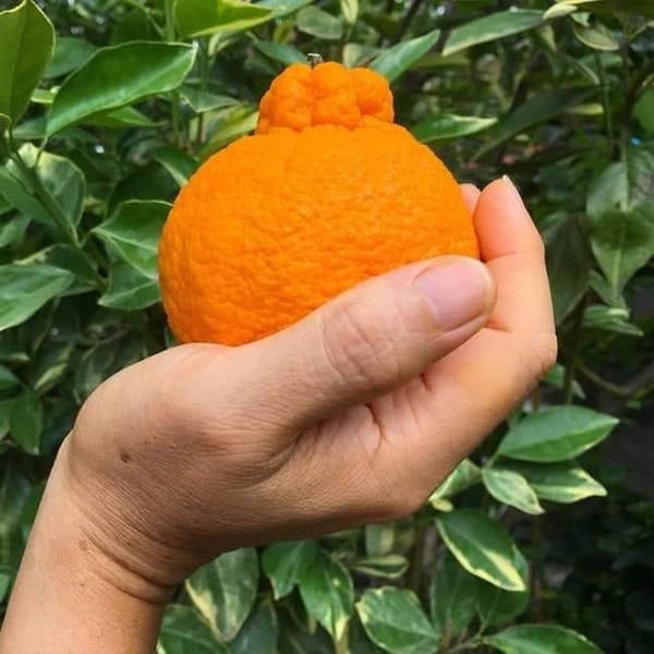 Docopon Orange 