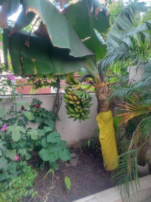 G9 Banana - Tissue Culture 