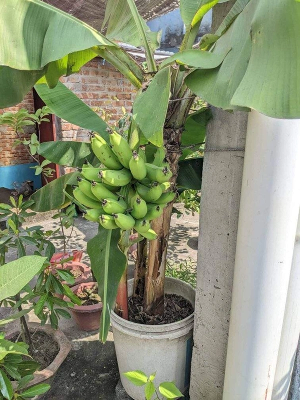G9 Banana - Tissue Culture 