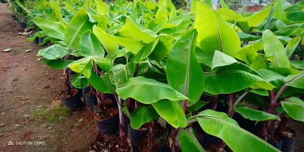 G9 Banana - Tissue Culture 
