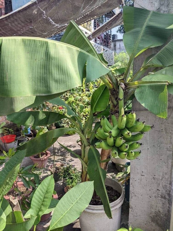 G9 Banana - Tissue Culture 