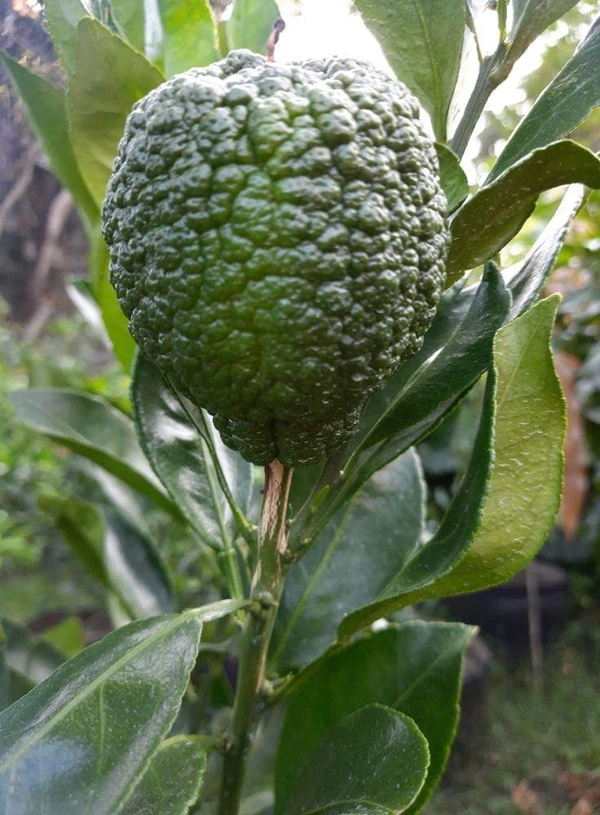 Docopon Orange 