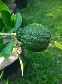 Docopon Orange 