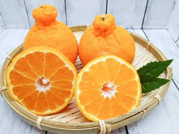 Docopon Orange 