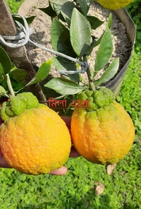 Docopon Orange 