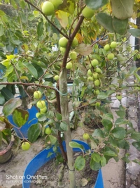 Green Thai Apple Ber