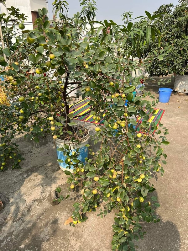 Green Thai Apple Ber