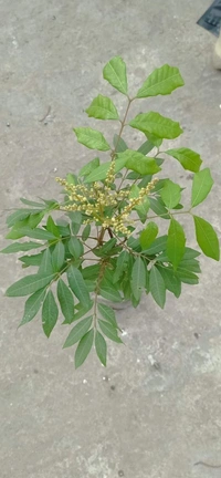 Longan  ( Brown, Thai ) 