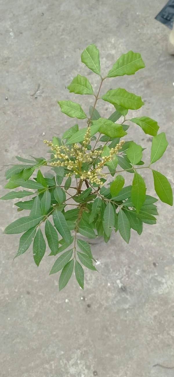 Longan  ( Brown, Thai ) 