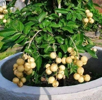 Longan  ( Brown, Thai ) 