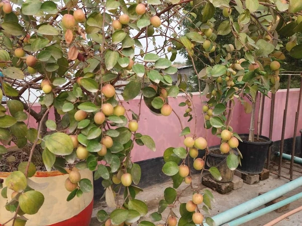 Ball Sundari Apple Ber 
