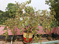 Ball Sundari Apple Ber 