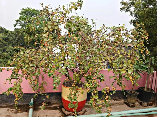 Ball Sundari Apple Ber 