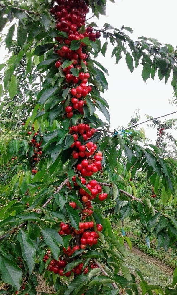 Van Rajina Cherry 