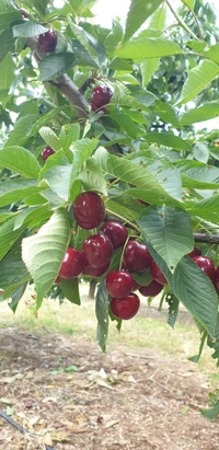 Van Rajina Cherry 