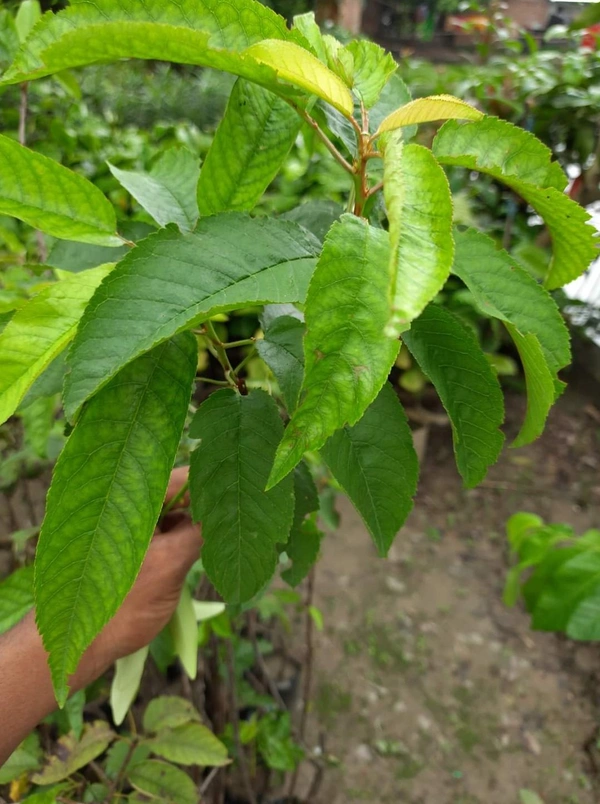 Van Rajina Cherry 