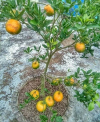 Darjeeling Orange 
