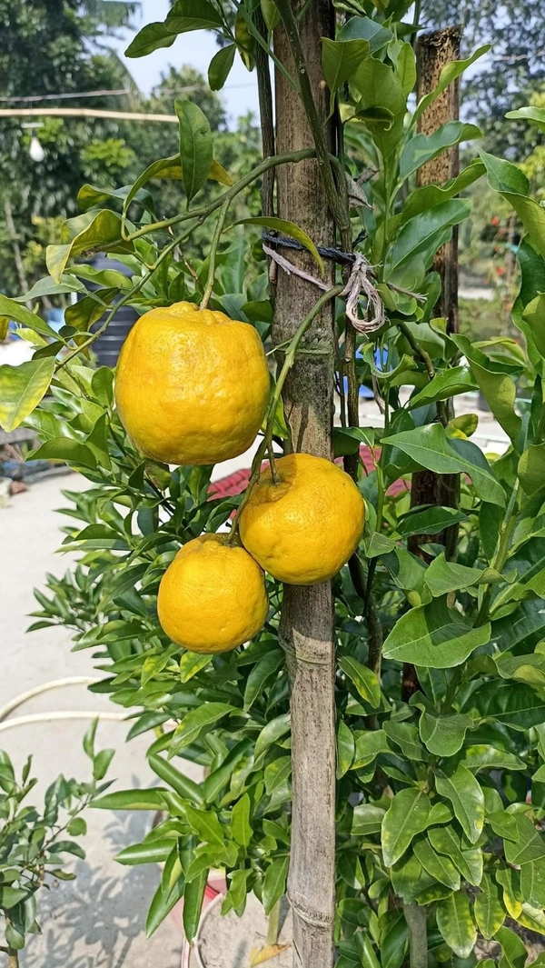 Darjeeling Orange 