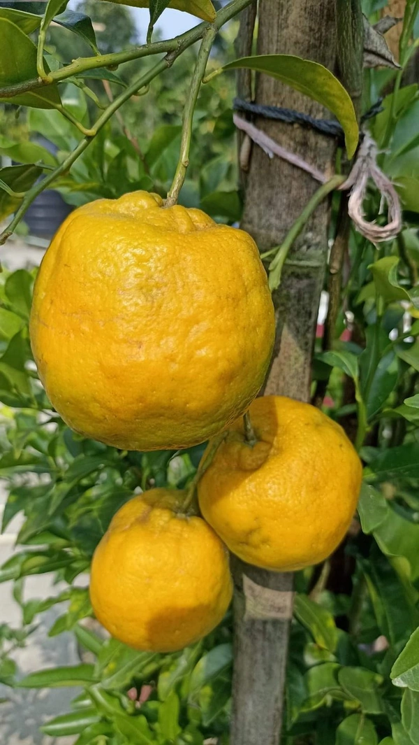 Darjeeling Orange 