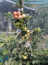 Aapple  ( HRMN-99 ) 