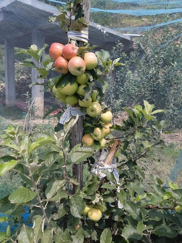 Aapple  ( HRMN-99 ) 
