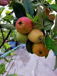 Aapple  ( HRMN-99 ) 