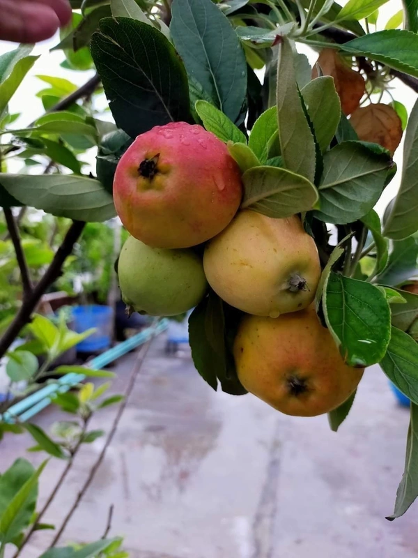 Aapple  ( HRMN-99 ) 