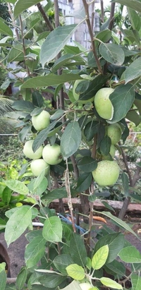 Aapple  ( HRMN-99 ) 