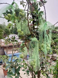 Aapple  ( HRMN-99 ) 