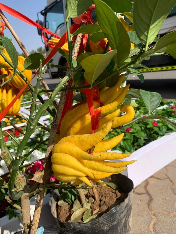Finger Lemon