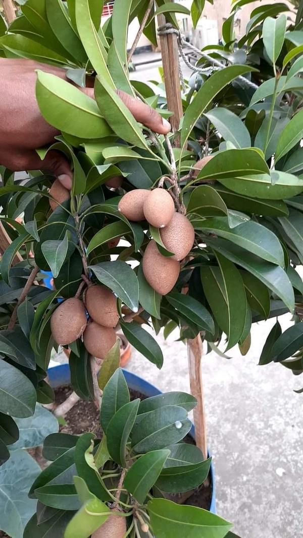 Kalapatti Chikku 
