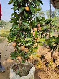 Kalapatti Chikku 