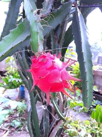  Dragon  ( Blood Marry  Red )  - 2 Plants 