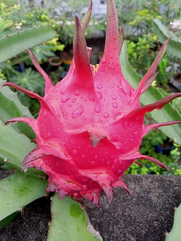  Dragon  ( Blood Marry  Red )  - 2 Plants 