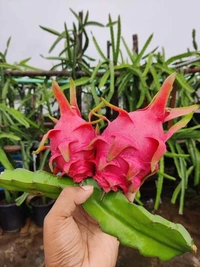  Dragon  ( Blood Marry  Red )  - 2 Plants 