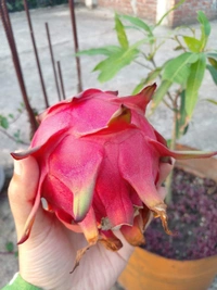  Dragon  ( Blood Marry  Red )  - 2 Plants 